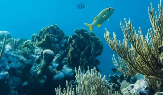 Корейская косметика со спикулами: инновация, которая изменит вашу кожу